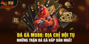Đá gà mu88: Địa chỉ hội tụ những trận đá gà hấp dẫn nhất