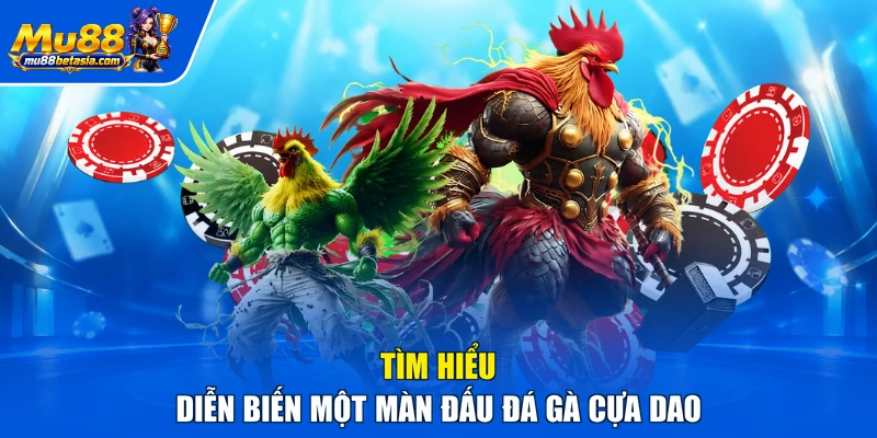 Tìm hiểu diễn biến một màn đấu đá gà cựa dao